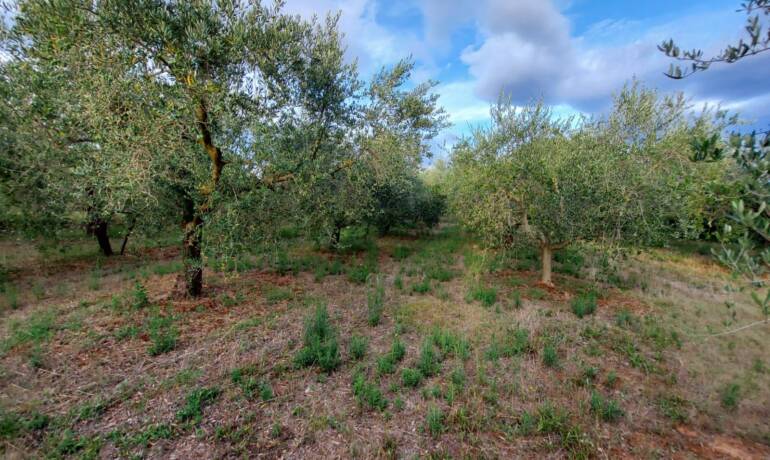 ISTRIA – MEDULIN Olivenhain zu verkaufen